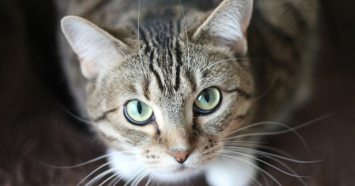 El parásito silencioso que comparten gatos y humanos: qué halló un estudio con más de 157 mil muestras en Norteamérica