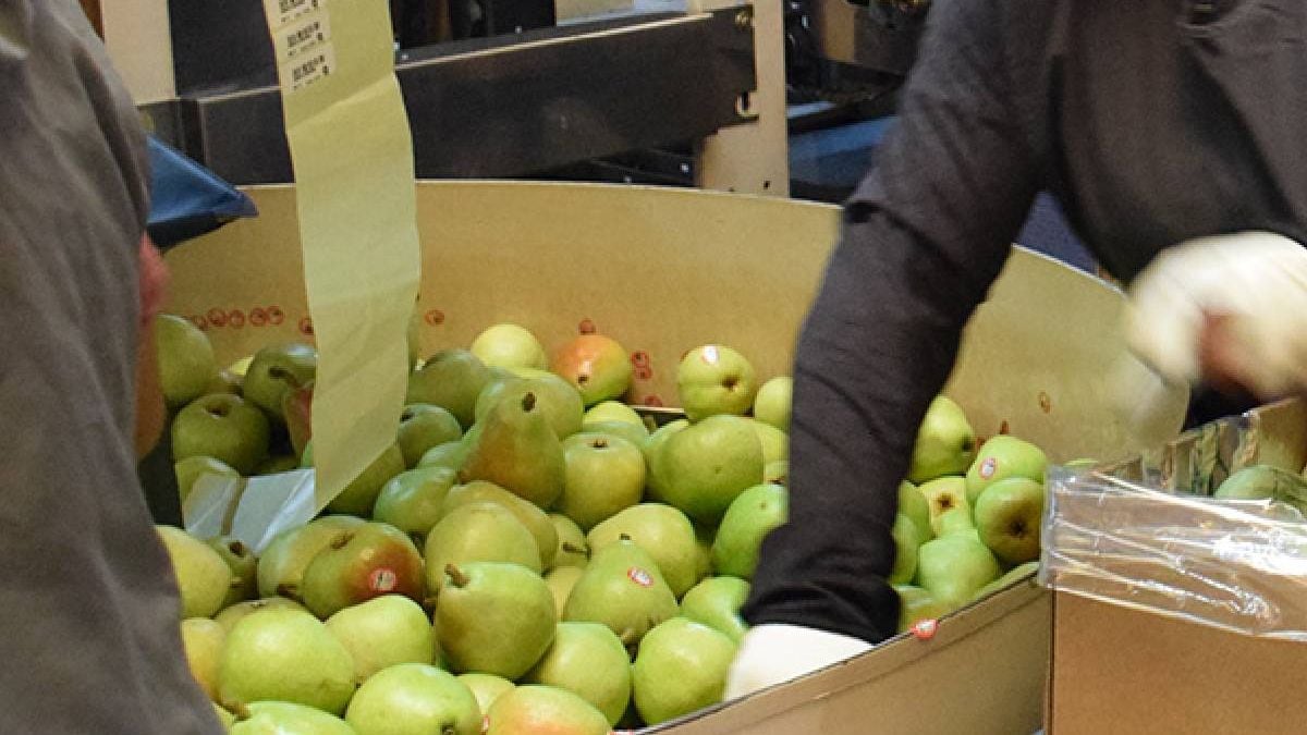 Después de once años levantando fruta, la empresa le dijo que no había lugar para él: la Justicia neuquina le dio la razón