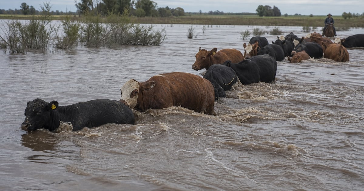 La crecida del Paraná sacude al mercado de hacienda y enciende una alerta global sobre el precio de la carne