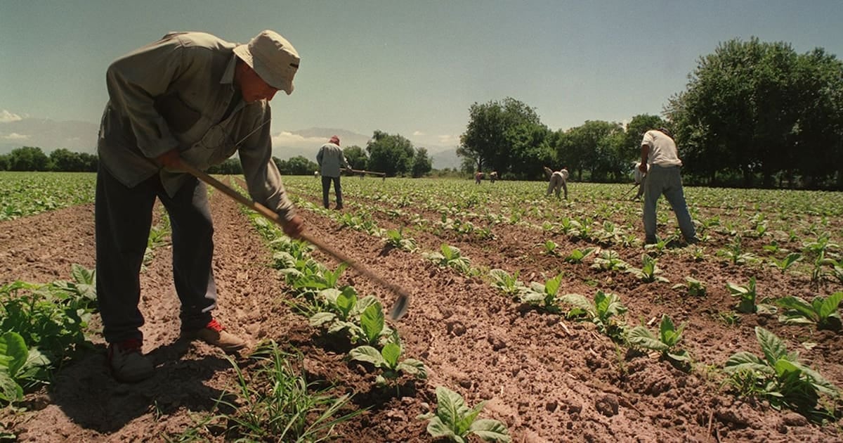 El Gobierno prorrogó por un año el piso de asignaciones familiares equivalente a la AUH para los trabajadores rurales de temporada