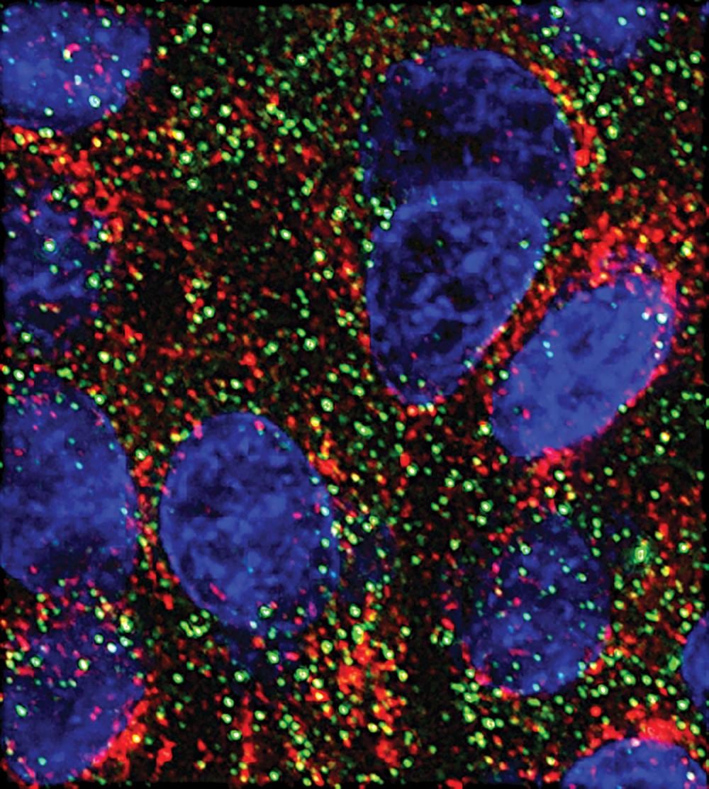 MicroARN frenan células pancreáticas en laboratorio y abren un camino hacia futuras terapias